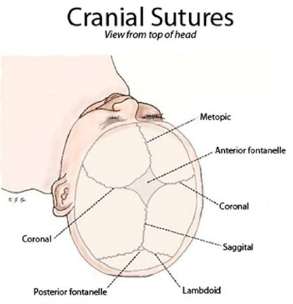 Drawing of Cranial Sutures viewed from top of head iwth labels