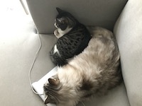 two cats lying on a couch on top of a laptop